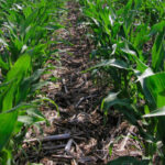 They consider the EU's proposed climate targets for 2040 and 2050 unfeasible: they lack a realistic assessment of how they will affect farmers and ranchers.