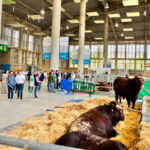 The Cádiz Provincial Council postpones the National Livestock Fair (Fegasur 2025) due to health risks caused by nodular dermatosis