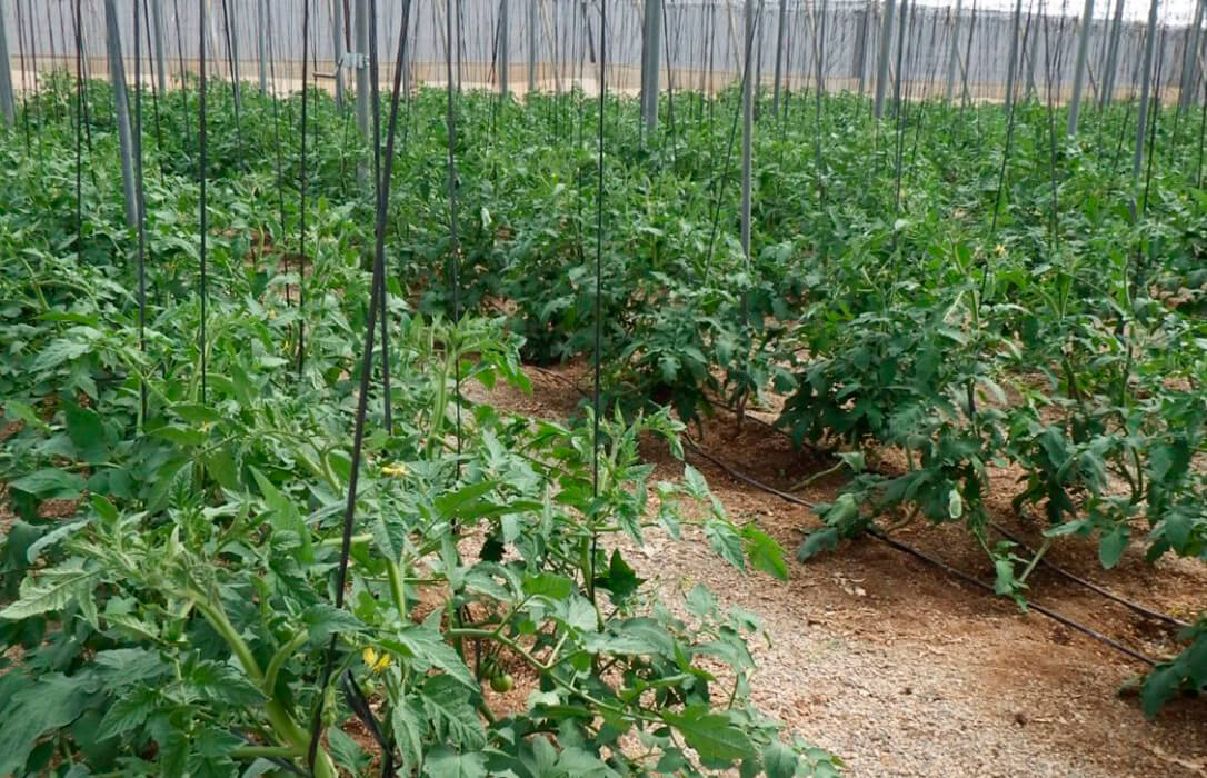 Reclaman a la Junta andaluza la creación urgente de un fondo permanente de crisis ante el aumento anual de plagas y enfermedades