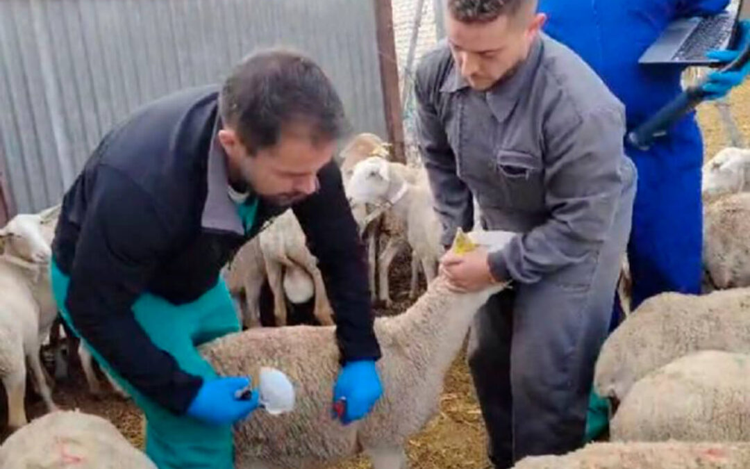 Asumen que la estrategia de la vacuna voluntaria contra lengua azul no ha funcionado y proponen una coordinación nacional desde el Ministerio