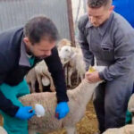 Ils partent du principe que la stratégie de vaccination volontaire contre la fièvre catarrhale ovine n'a pas fonctionné et proposent une coordination nationale du ministère