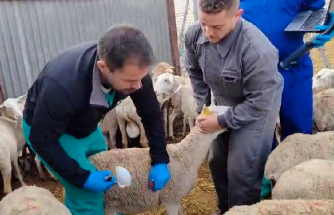 Asumen que la estrategia de la vacuna voluntaria contra lengua azul no ha funcionado y proponen una coordinación nacional desde el Ministerio