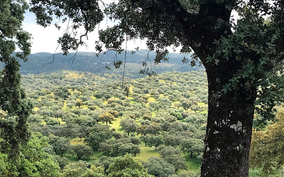 Tras dos años de trabajo conjunto, la certificación forestal PEFC avanza en la dehesa extremeña gracias al proyecto Futuro Dehesa