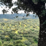Tras dos años de trabajo conjunto, la certificación forestal PEFC avanza en la dehesa extremeña gracias al proyecto Futuro Dehesa