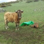 Los ganaderos de Ávila, al borde del colapso por el lobo y el abandono institucional: se paga 680€ por un ternero muerto pero las pérdidas superan los 2.000