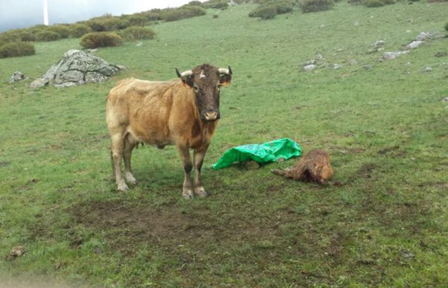 Los ganaderos de Ávila, al borde del colapso por el lobo y el abandono institucional: se paga 680€ por un ternero muerto pero las pérdidas superan los 2.000