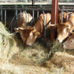 Ligera bajada tanto para el trigo como para la cebada en la lonja de León mientras sube el ganado con vida al remitir la dermatosis