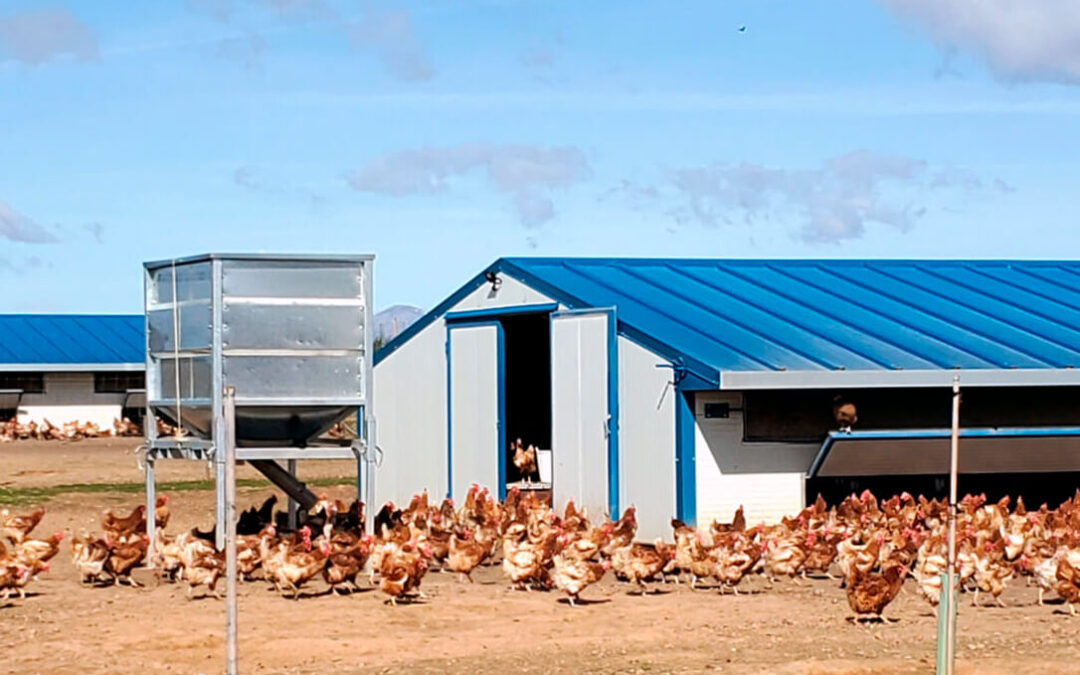 Igualdad Animal lamenta el confinamiento masivo de las aves y pone en duda su utilidad para frenar la propagación de la gripe aviar