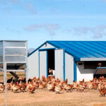 L’association Animal Equality déplore le confinement massif des oiseaux et remet en question son utilité pour freiner la propagation de la grippe aviaire.