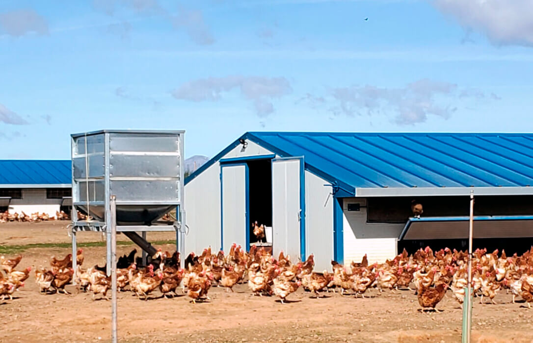 Igualdad Animal lamenta el confinamiento masivo de las aves y pone en duda su utilidad para frenar la propagación de la gripe aviar