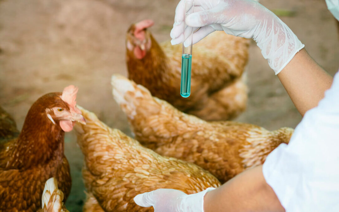 Las medidas por la gripe aviar se resquebrajan: Las granjas vascas podrán sacar a las gallinas durante un tiempo corto y en algunos casos
