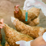 Las medidas por la gripe aviar se resquebrajan: Las granjas vascas podrán sacar a las gallinas durante un tiempo corto y en algunos casos