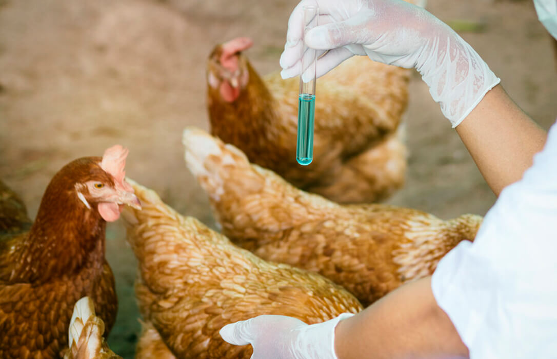 Las medidas por la gripe aviar se resquebrajan: Las granjas vascas podrán sacar a las gallinas durante un tiempo corto y en algunos casos