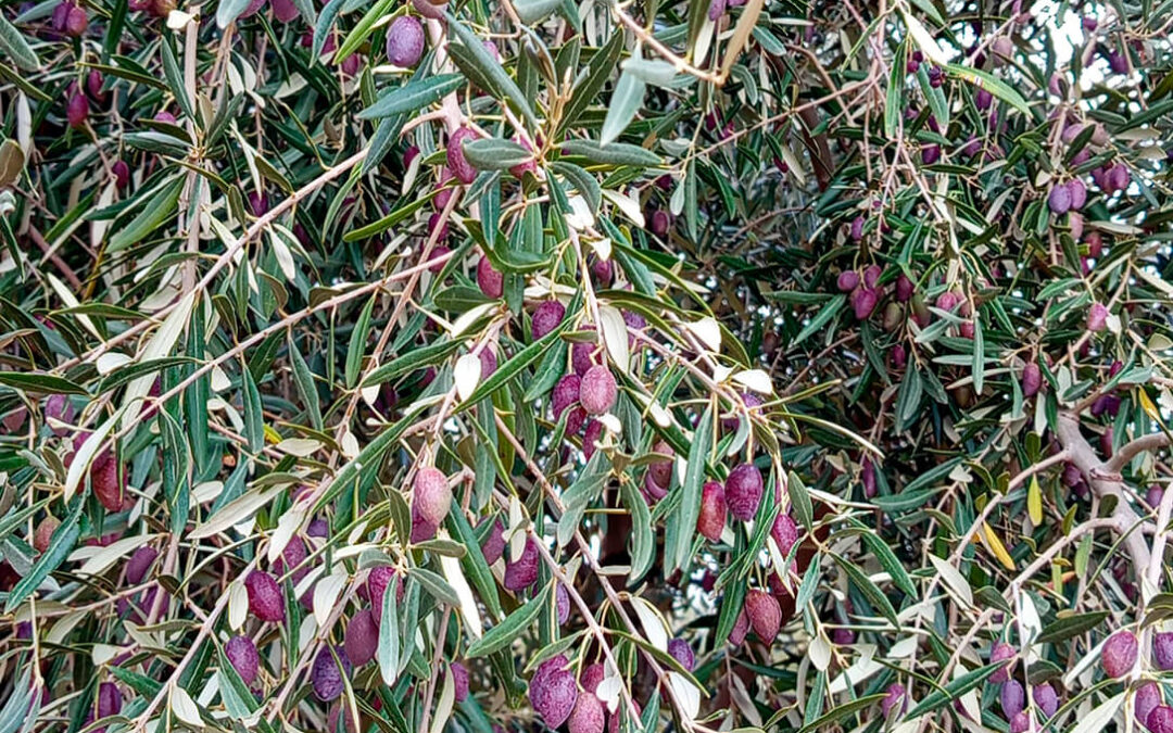 El Grupo Vidabol de Castilla-La Mancha espera cosechar unos 20 millones de kilos de aceituna esta campaña, en la línea con el año pasado