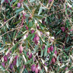 El Grupo Vidabol de Castilla-La Mancha espera cosechar unos 20 millones de kilos de aceituna esta campaña, en la línea con el año pasado