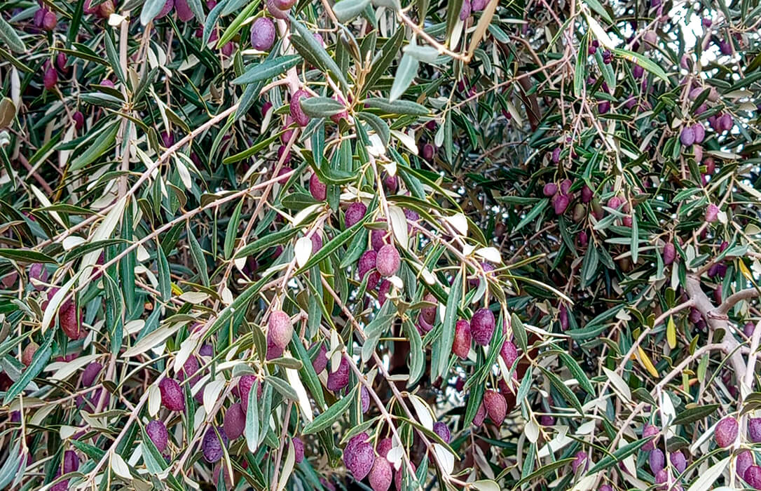 El Grupo Vidabol de Castilla-La Mancha espera cosechar unos 20 millones de kilos de aceituna esta campaña, en la línea con el año pasado