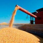 Tense calm prevails in the grain market with no significant changes ahead of Friday's USDA report