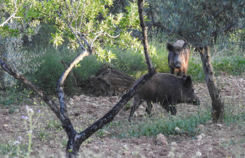 La XVI Jornada Cinegético-Forestal destaca la necesidad de intensificar el control del jabalí con la caza como herramienta de gestión ambiental