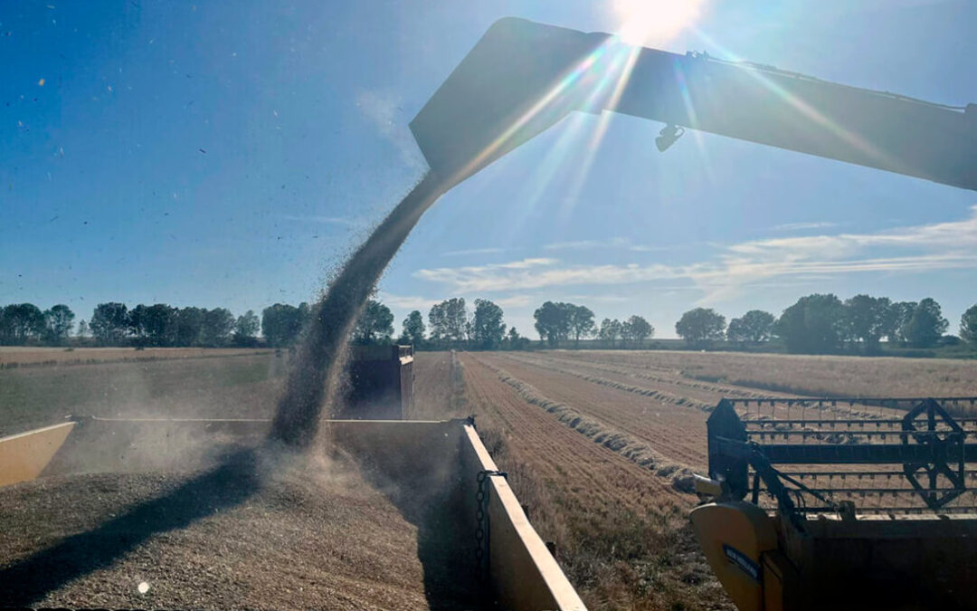 La cebada consolida su avance en un mercado nacional con escasa actividad y demanda mientras Chicago corrige tras el acuerdo EE. UU.–China