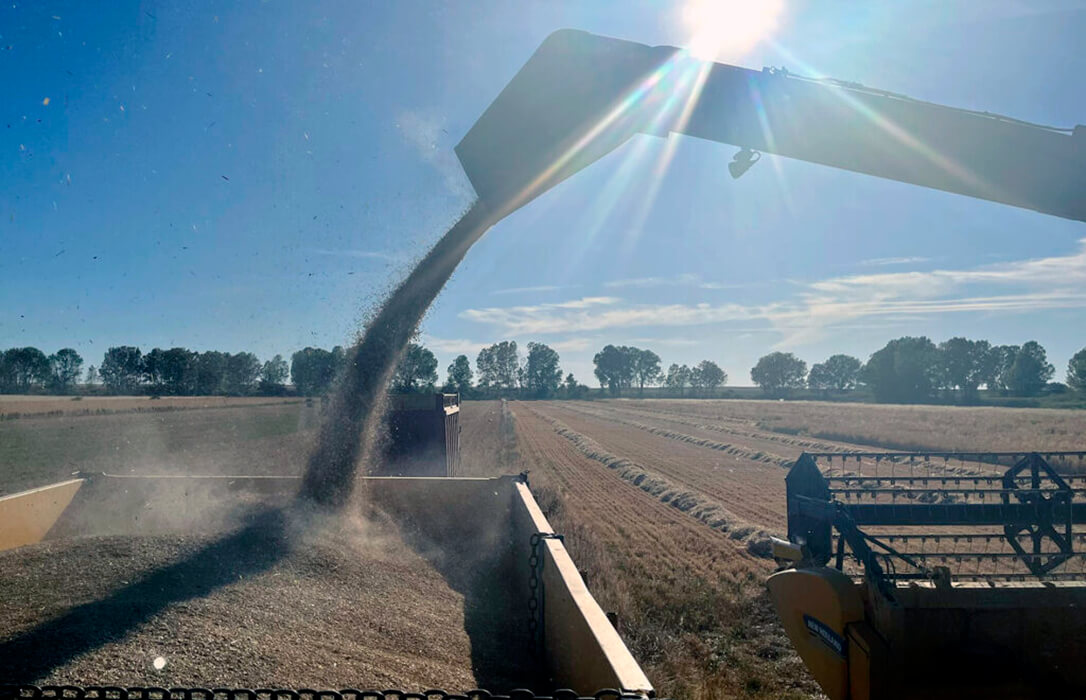 La cebada consolida su avance en un mercado nacional con escasa actividad y demanda mientras Chicago corrige tras el acuerdo EE. UU.–China