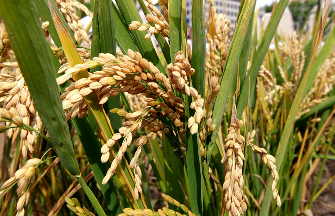 La cosecha nacional de arroz para esta campaña alcanzará las 761.515 toneladas, un 27% más que en 2024, según Cooperativas