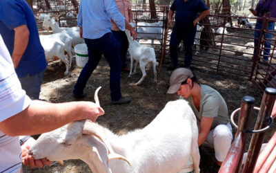 La Escuela de Pastores de Andalucía se celebrará en 2026 en Cortegana (Huelva) y abre hasta el 15 de diciembre el periodo de inscripciones