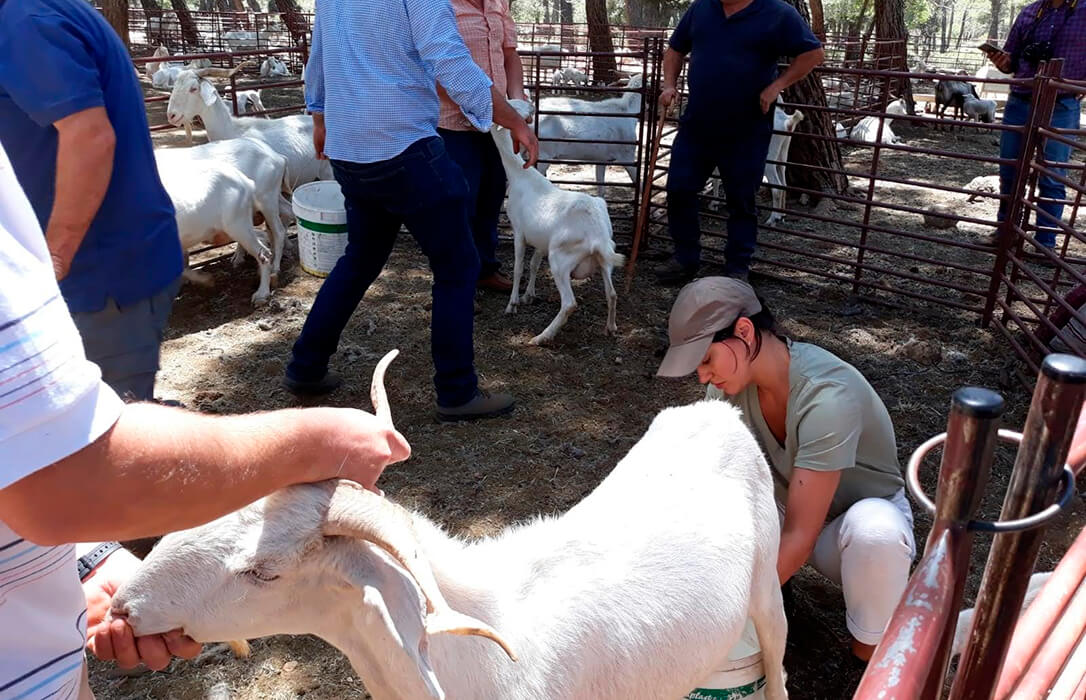 La Escuela de Pastores de Andalucía se celebrará en 2026 en Cortegana (Huelva) y abre hasta el 15 de diciembre el periodo de inscripciones