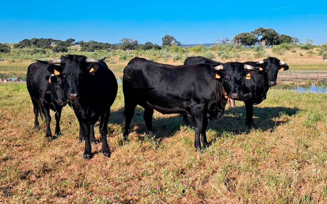 La Ganadería Extensiva, también ausente en las propuestas de la PAC 2028-2034