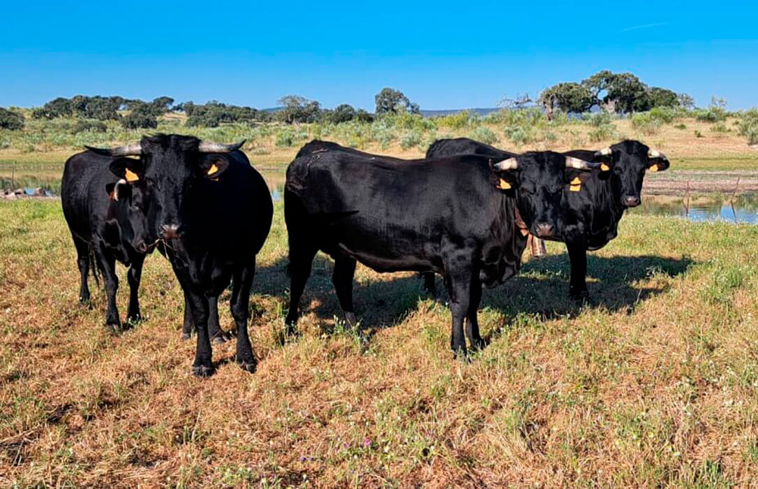 La Ganadería Extensiva, también ausente en las propuestas de la PAC 2028-2034