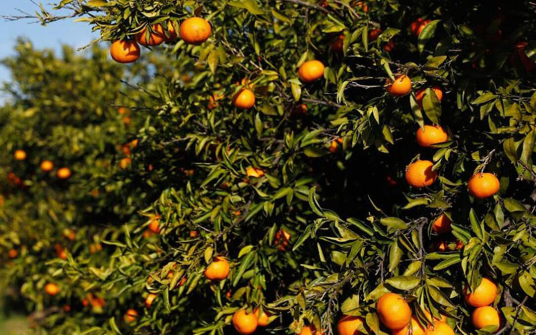 La lonja de cítricos prevé una reducción del 30% en la producción de naranja andaluza muy por encima de la previsión de la Junta