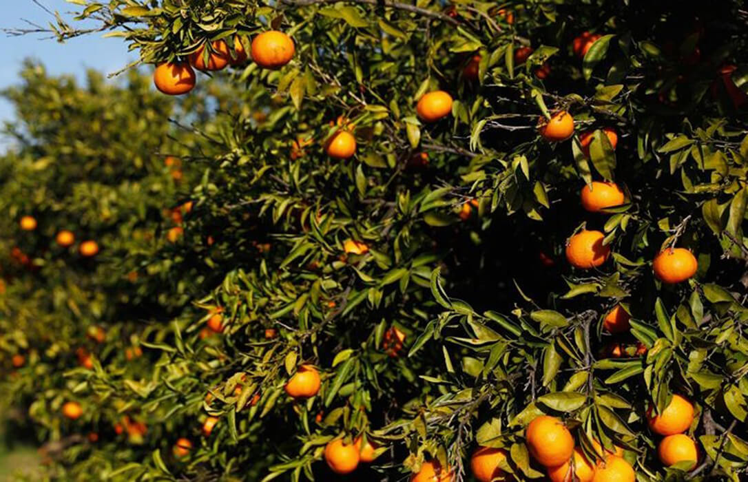 La lonja de cítricos prevé una reducción del 30% en la producción de naranja andaluza muy por encima de la previsión de la Junta