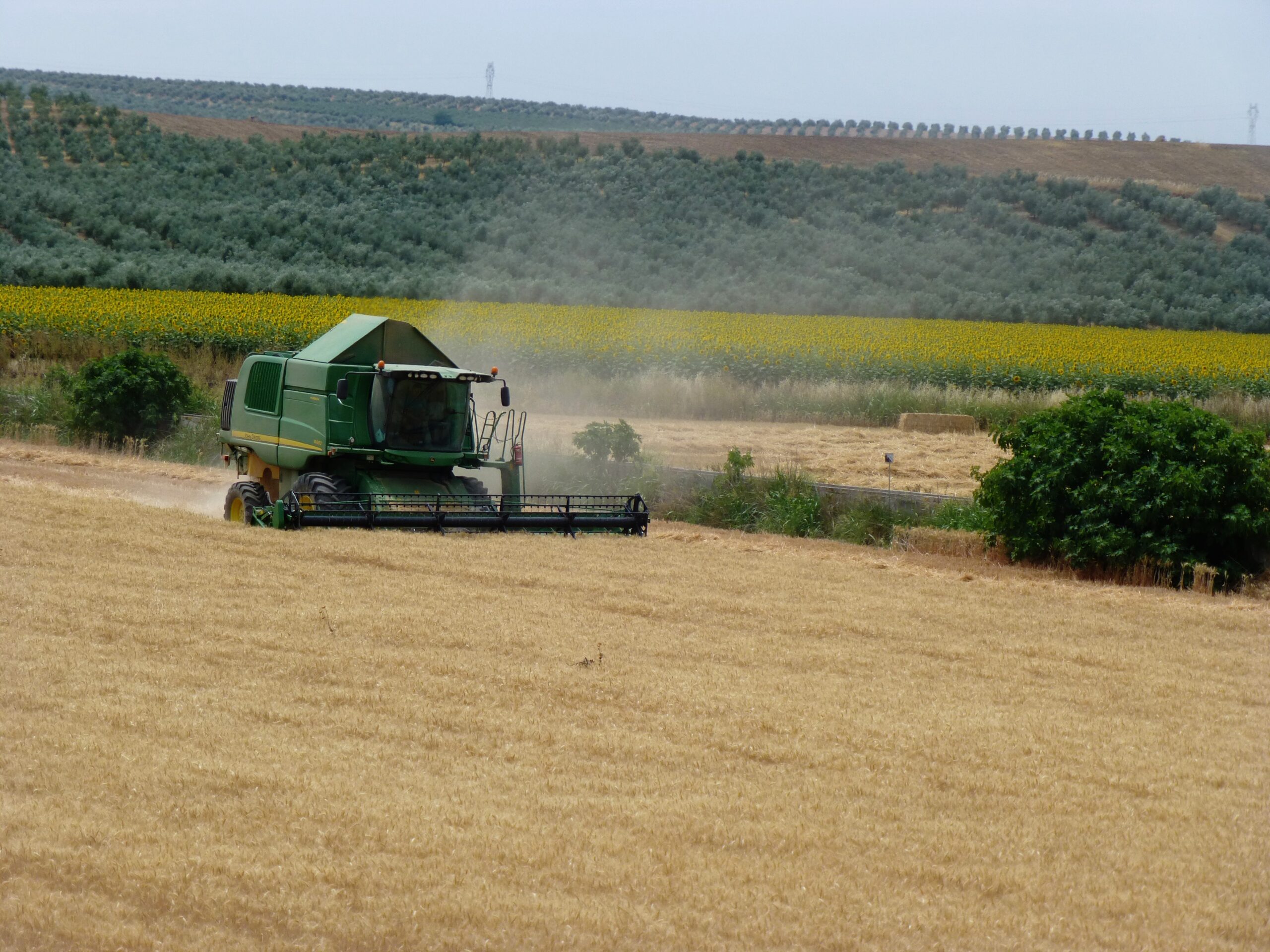 La volatilidad internacional y una oferta retenida a la espera de ver lo que pasará marcan una semana sin referencias claras en los cereales
