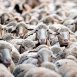 La Junta andaluza dará finalmente ayudas por la lengua azul a las explotaciones que lo hayan notificado entre el 1 de marzo y el 30 de septiembre