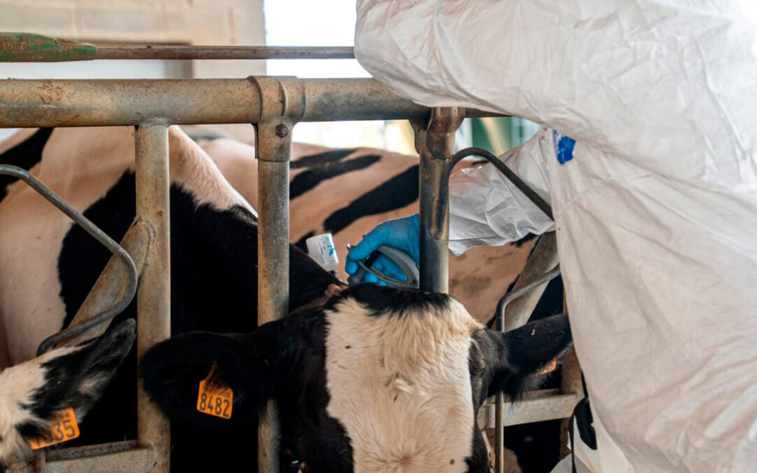 El Parlament catalán pide un fondo para ganaderías afectadas por los vaciados sanitarios mientras aparece la primera manada de lobos en un siglo