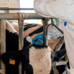 El Parlament catalán pide un fondo para ganaderías afectadas por los vaciados sanitarios mientras aparece la primera manada de lobos en un siglo
