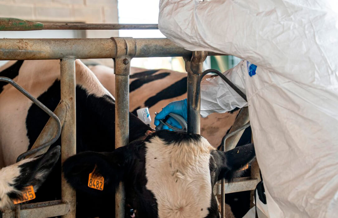 El Parlament catalán pide un fondo para ganaderías afectadas por los vaciados sanitarios mientras aparece la primera manada de lobos en un siglo