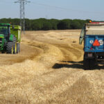 Exigen al Gobierno y a la UE la activación urgente de mecanismos de compensación ante la crítica situación de la campaña del cereal en 2025