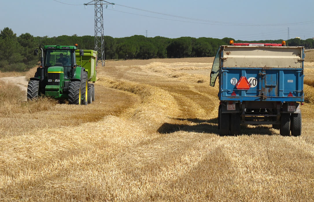Exigen al Gobierno y a la UE la activación urgente de mecanismos de compensación ante la crítica situación de la campaña del cereal en 2025