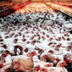 La Junta de CyL ha destinado ya 6,5 millones para aplicar las medidas de control de los focos de gripe aviar aparecidos en la Comunidad