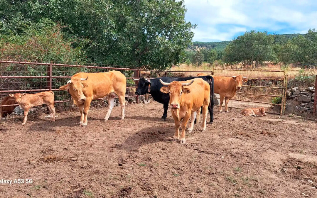 Solicitan a la Junta de CyL que incremente el presupuesto a las explotaciones extensivas para manejo, confinamiento y salvaguarda del ganado