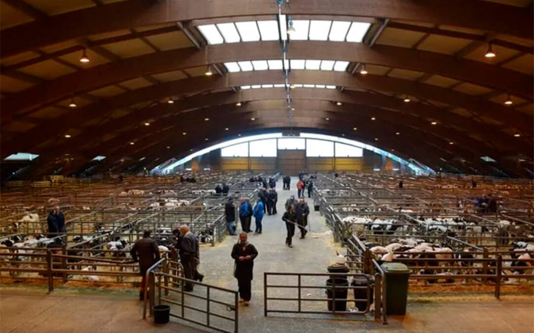 Las medidas de la dermatosis aprietan: piden habilitar el Mercado de Ganado para la carga de vacuno mayor con destino a matadero