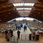 Las medidas de la dermatosis aprietan: piden habilitar el Mercado de Ganado para la carga de vacuno mayor con destino a matadero