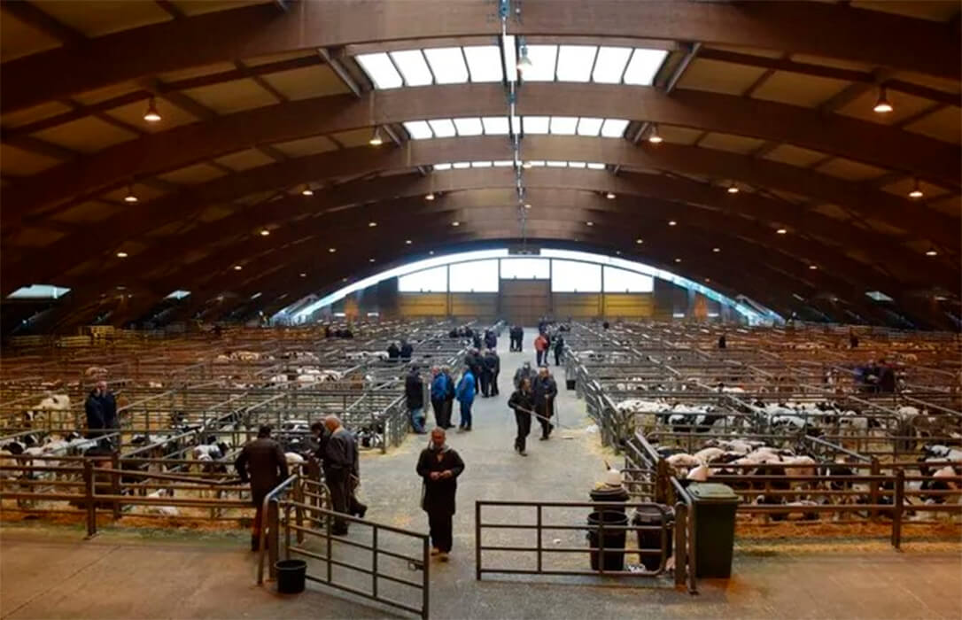 Las medidas de la dermatosis aprietan: piden habilitar el Mercado de Ganado para la carga de vacuno mayor con destino a matadero