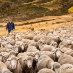 El Ministerio de Agricultura aprueba nuevas extensiones de norma para ovino, aves, de caza y cerdo ibérico para reforzar su competitividad