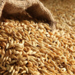 Volume d'échanges minimal et hausse des prix de l'orge au cours d'une semaine dominée par les anticipations des prévisions américaines.