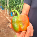 Respaldo a un paro biológico, con una paralización temporal de la actividad productiva, para hacer frente a las plagas en el campo almeriense