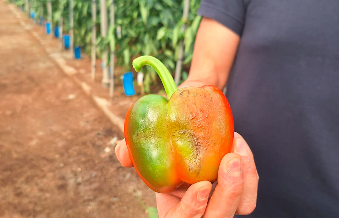 Respaldo a un paro biológico, con una paralización temporal de la actividad productiva, para hacer frente a las plagas en el campo almeriense