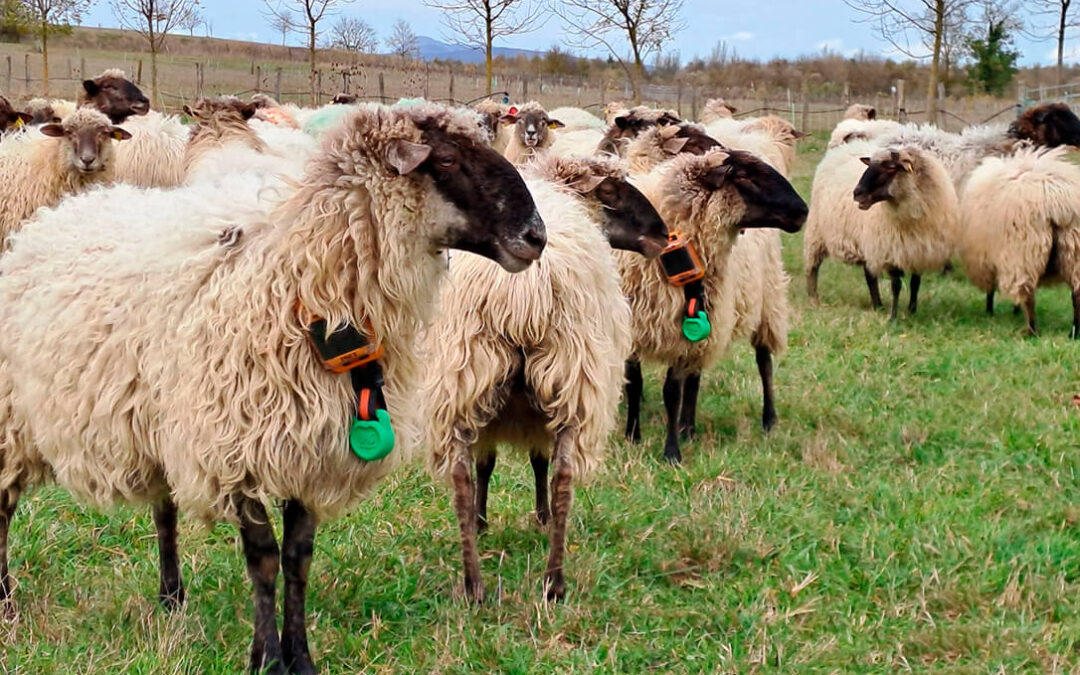 Digitalización de la ganadería y el pastoreo inteligente: una respuesta digital a las nuevas demandas del sector lechero