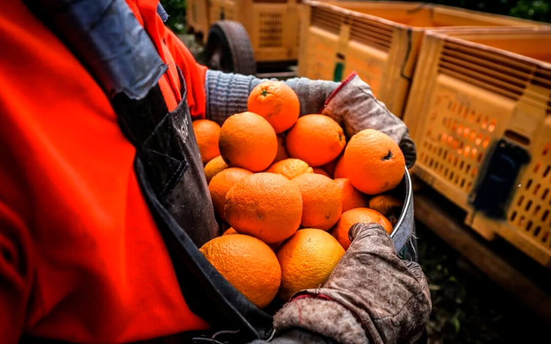 Exigen al Gobierno que defienda ante la CE la inclusión y mantenimiento de plagas y enfermedades clave para la citricultura española