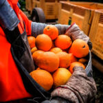 Exigen al Gobierno que defienda ante la CE la inclusión y mantenimiento de plagas y enfermedades clave para la citricultura española